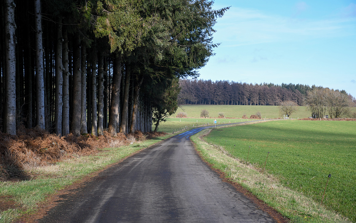 road near a forest