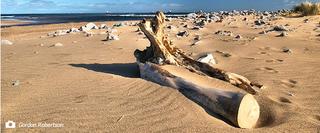 Log on a Beach