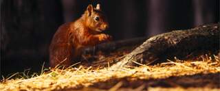 Red Squirrel on Forest Floor