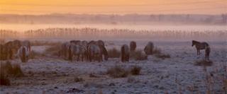 Sunset on snowy horses