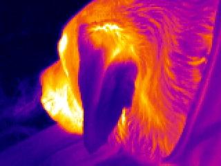 Image of dog's head