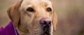A close-up of a dog