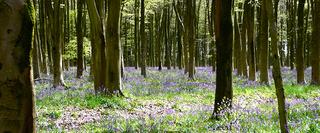 Forest in Spring with purple meadow