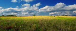Green Wildlife field