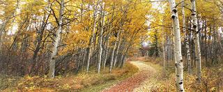 Forest in Autumn with trail