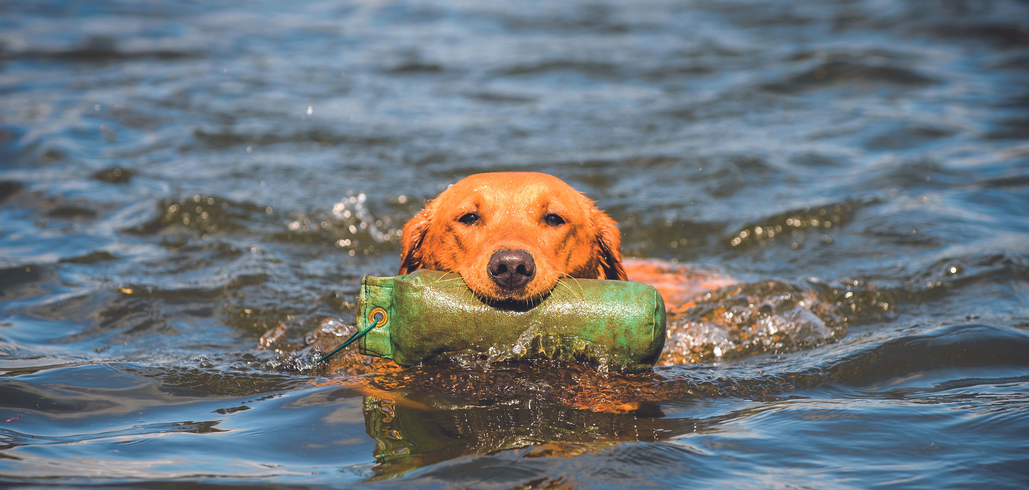 A dog swimming in a river with a green toy in its mouth