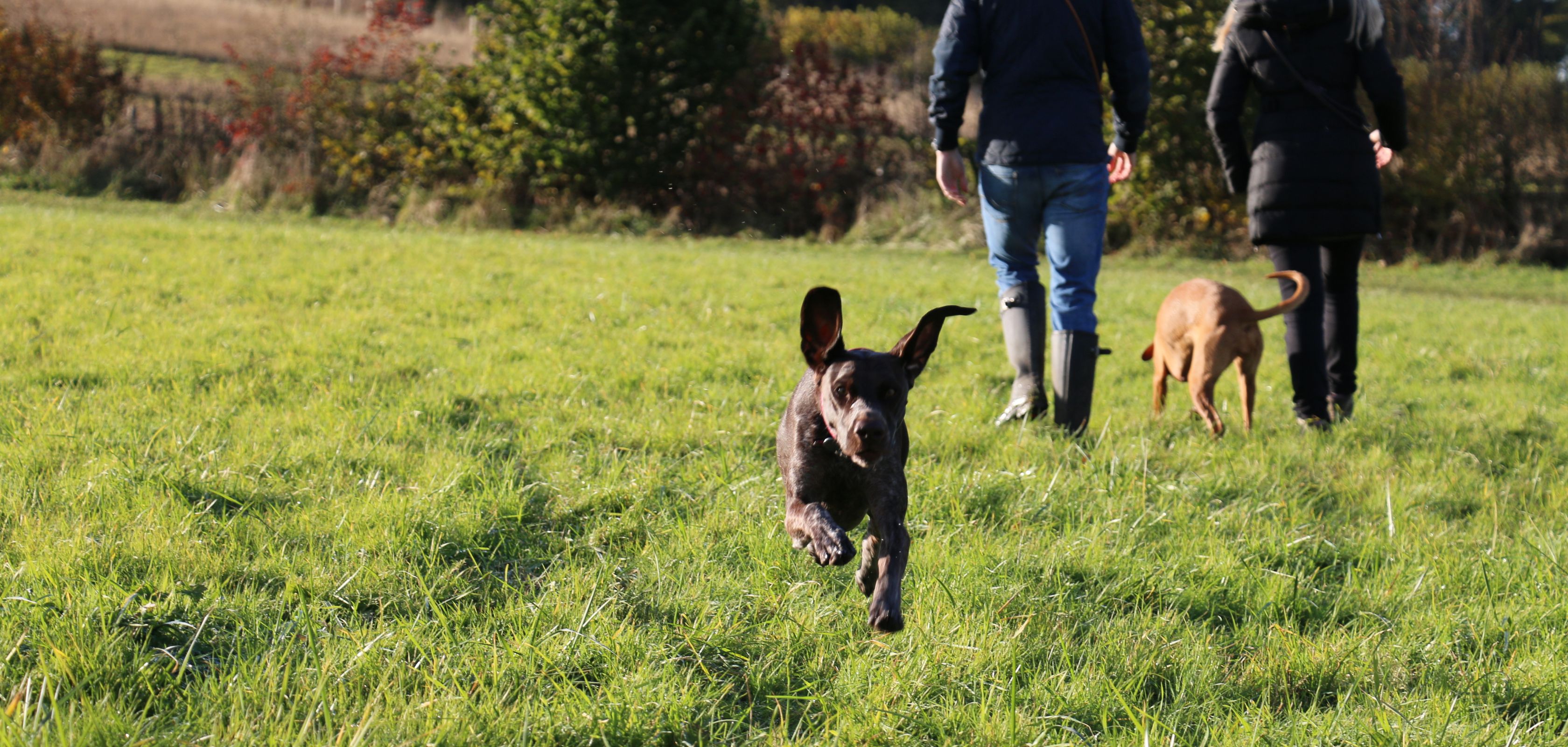 A black dog running through a field with its ears flopping in the air