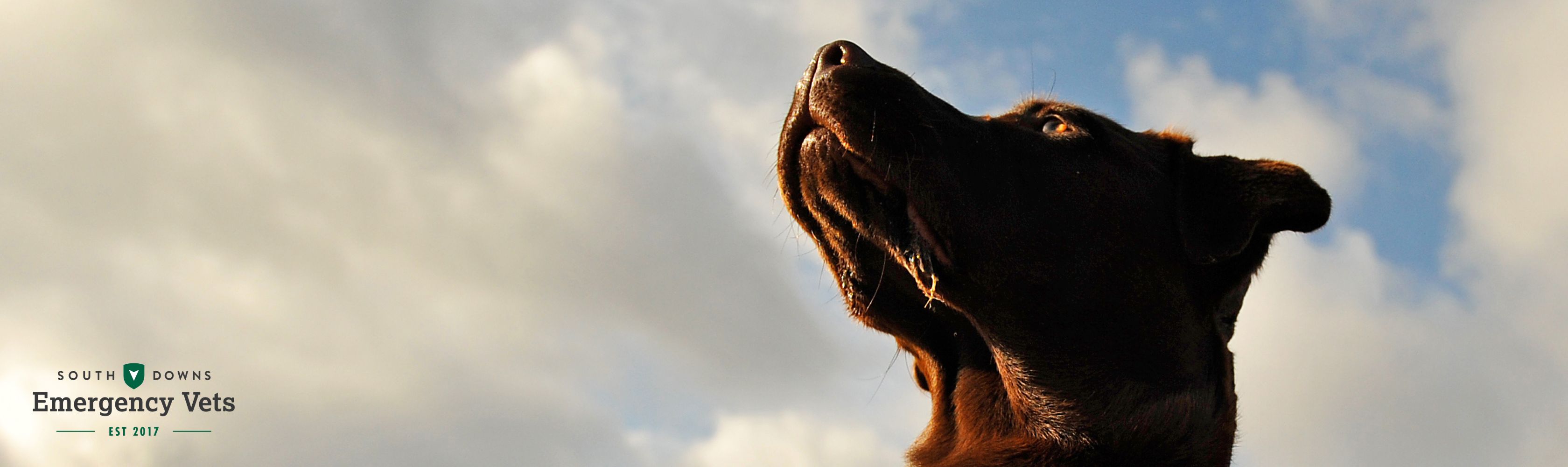 A dog looking into the distance with a Vets logo