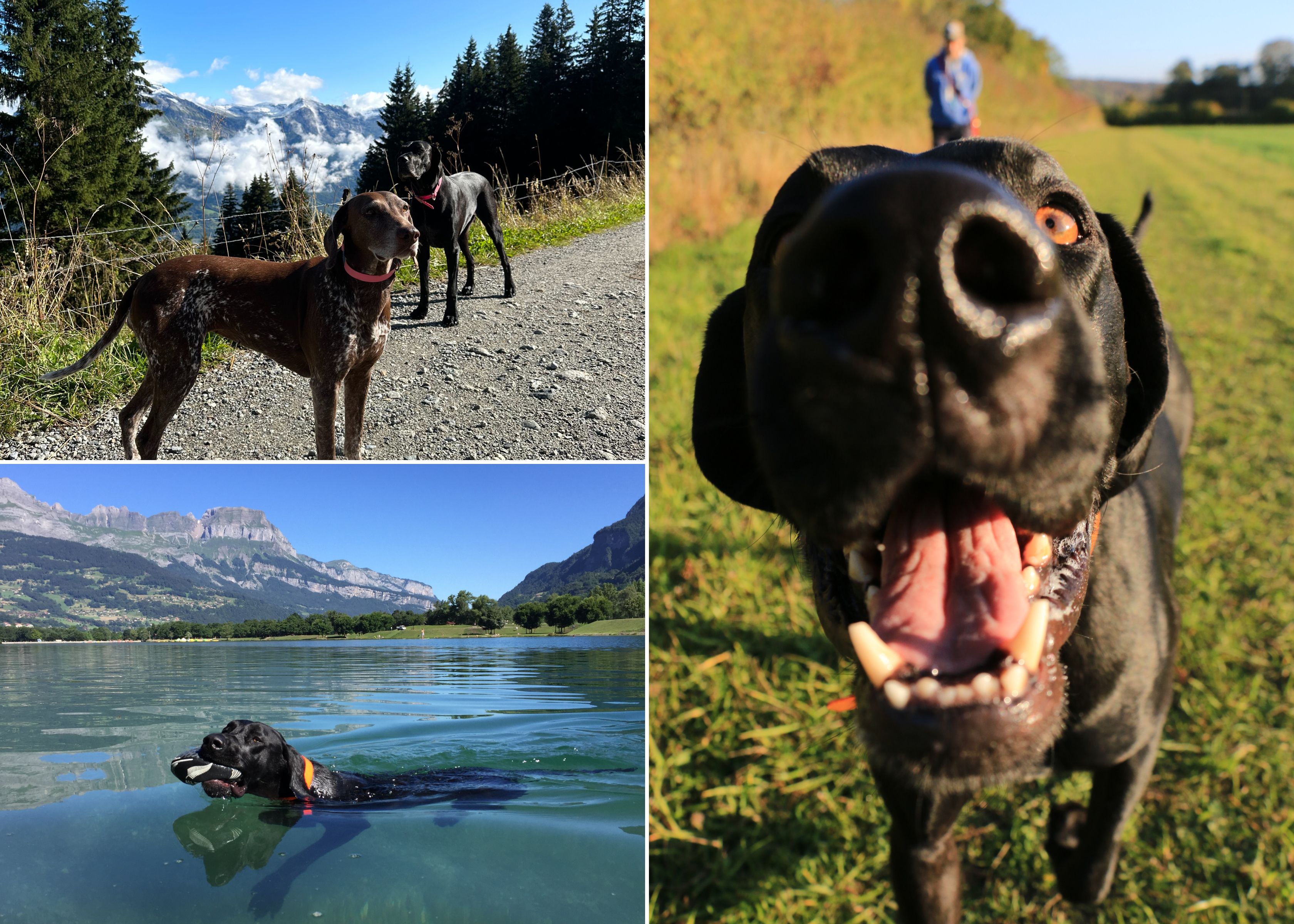 A collage of a black dog swimming, standing on a path, and a portrait of a dog panting at the camera