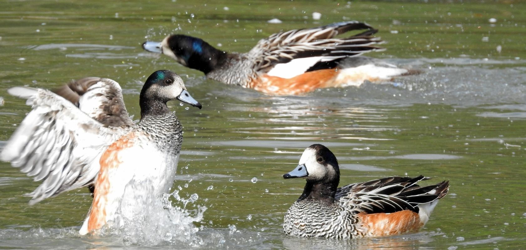 An image of ducks playing in the water of the wetlands lake 