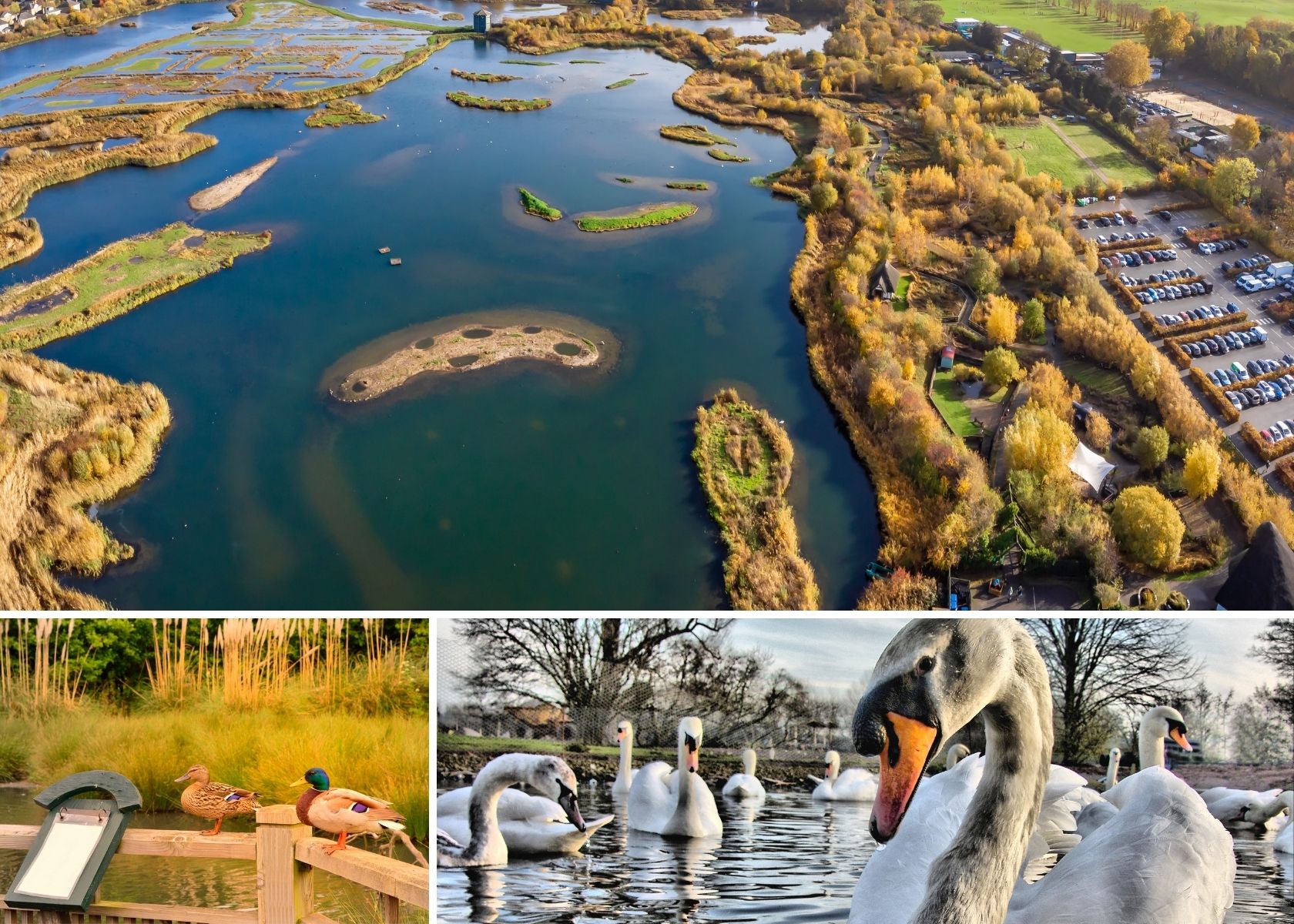 An aerial view of the English wetlands with swans swimming in the water 