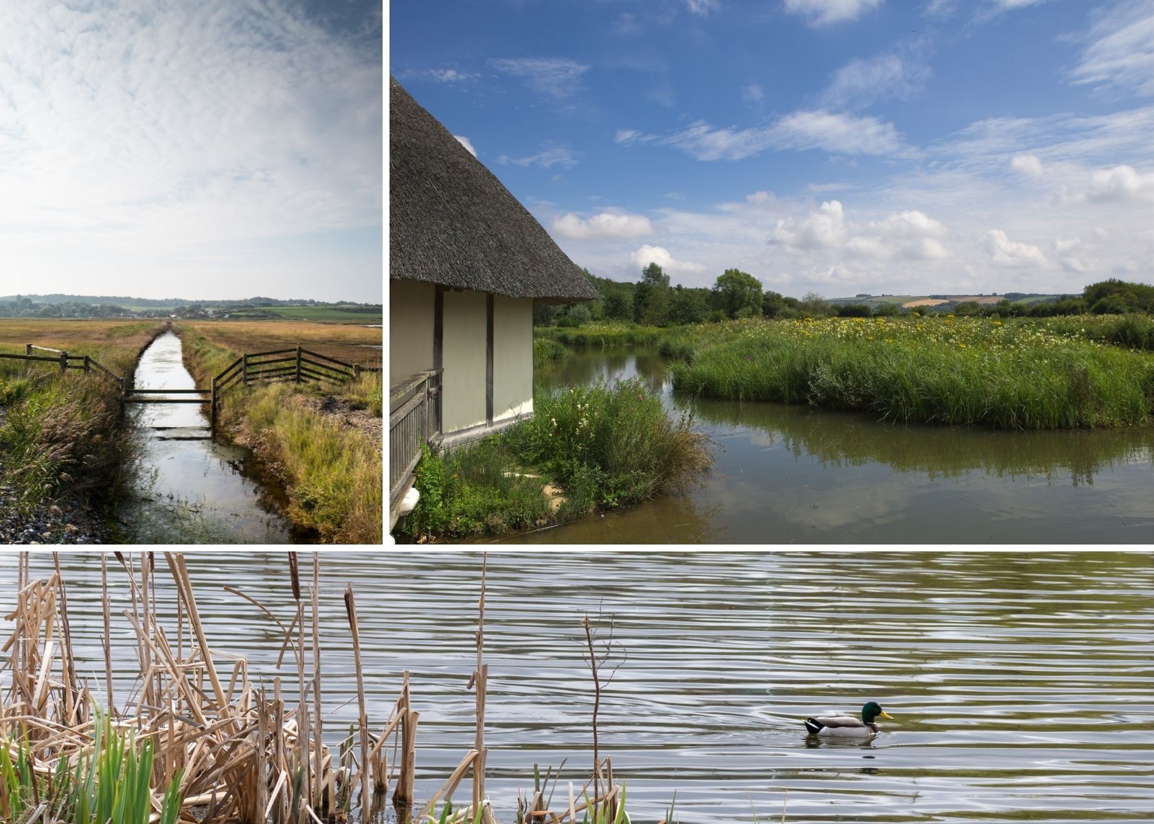 The wetlands of Northern Ireland with a duck swimming through the water 