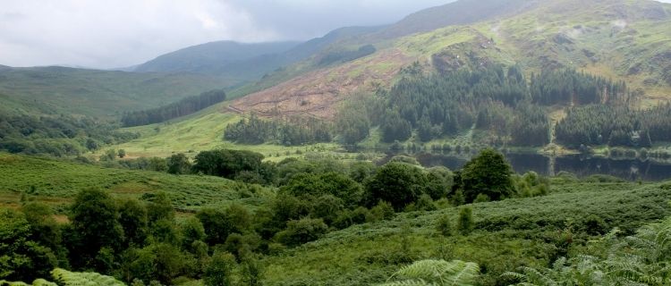 Our Favourite UK Forests