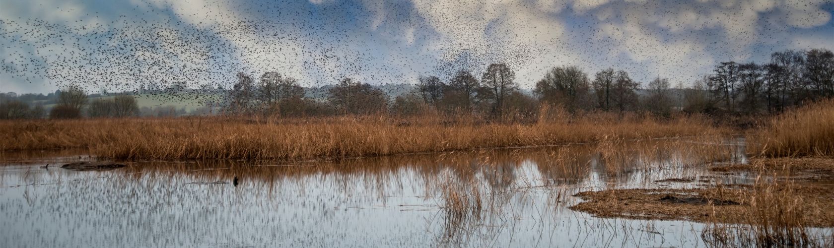 An image of a UK wetland, with birds flying over 