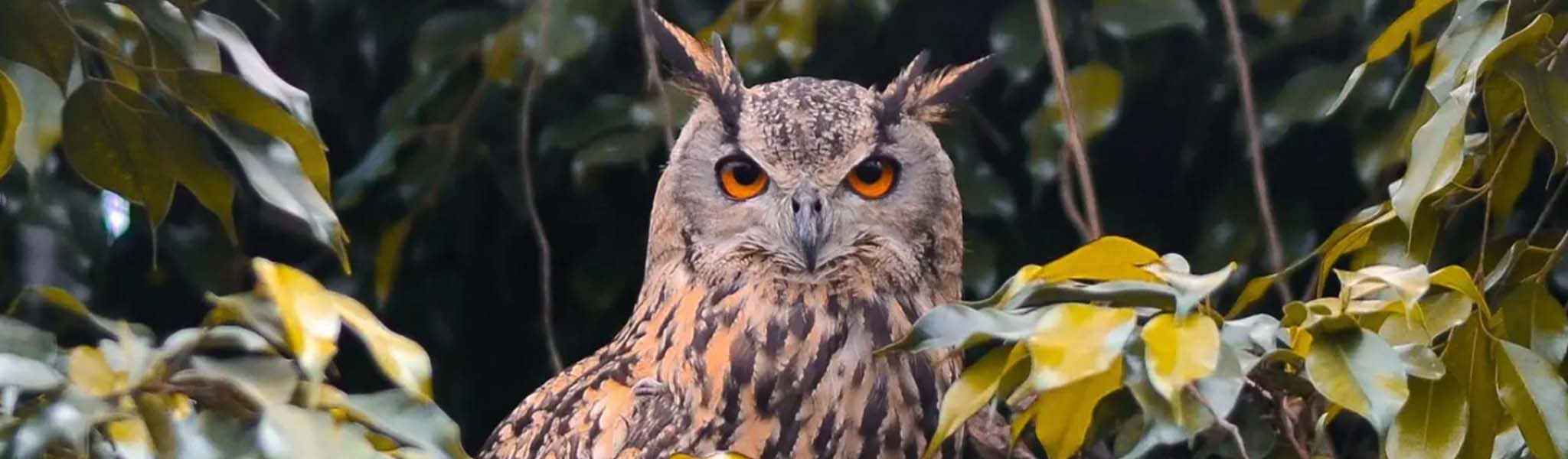 An owl is looking into the camera