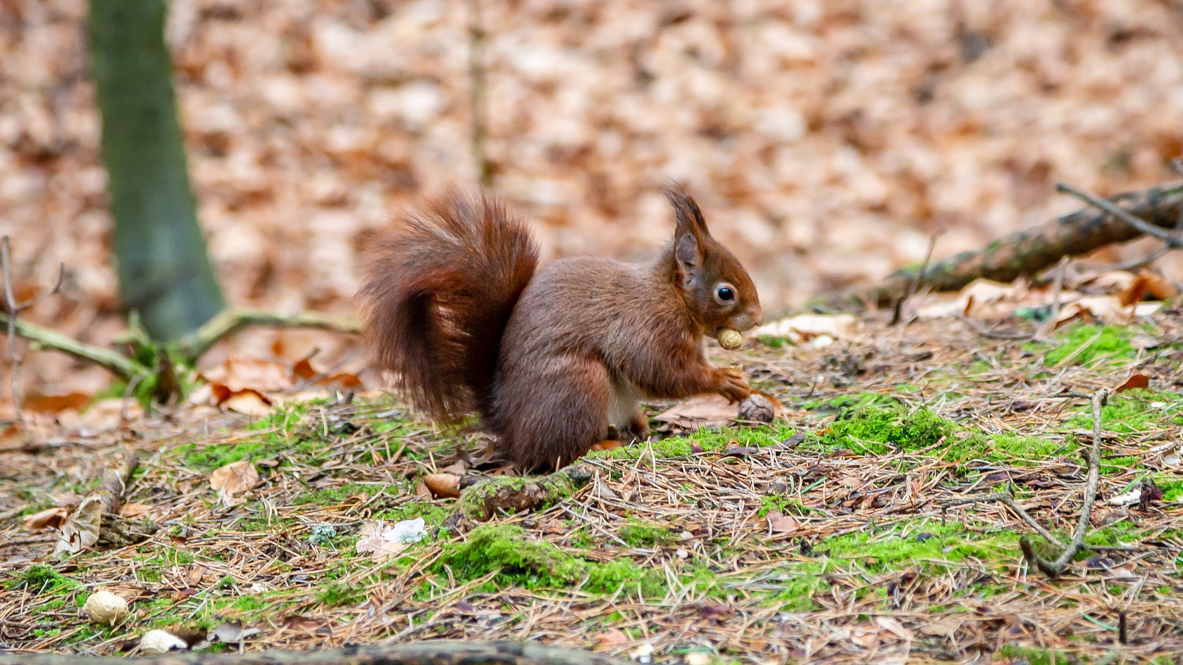 A red squirrel in woodland, carrying a nut in his mouth
