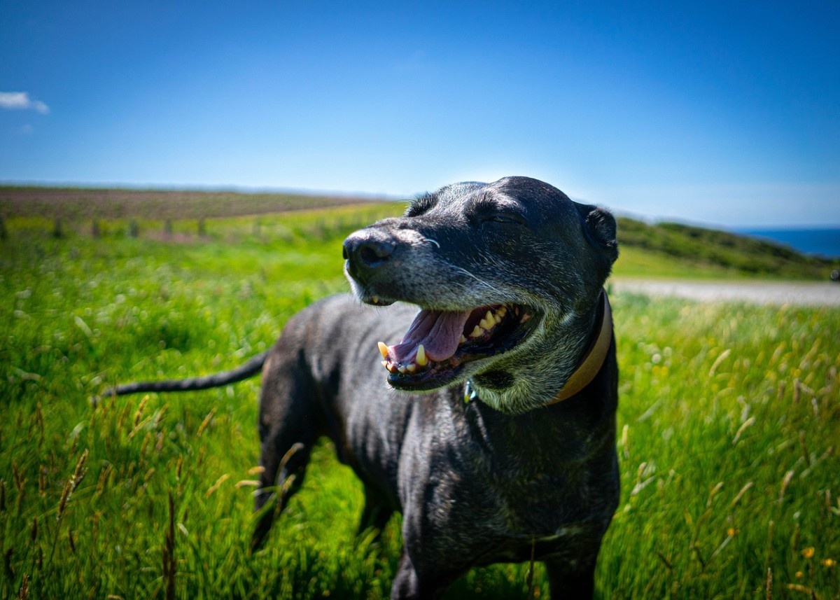 A lurcher dog on the cornish coast 