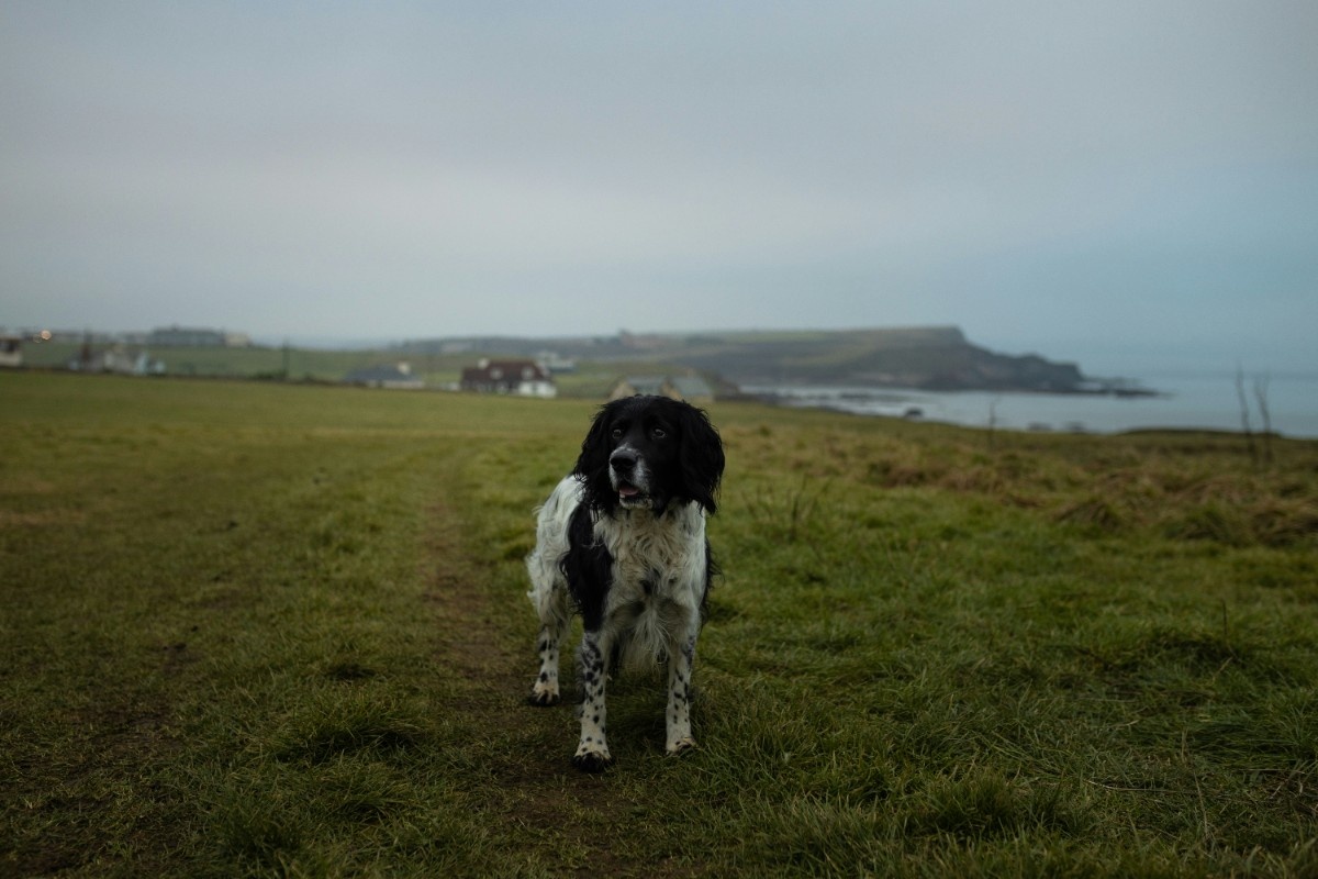 A dog on the Cornwall coast 