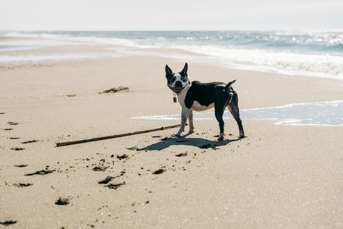 A dog on the beach in Cornwall 