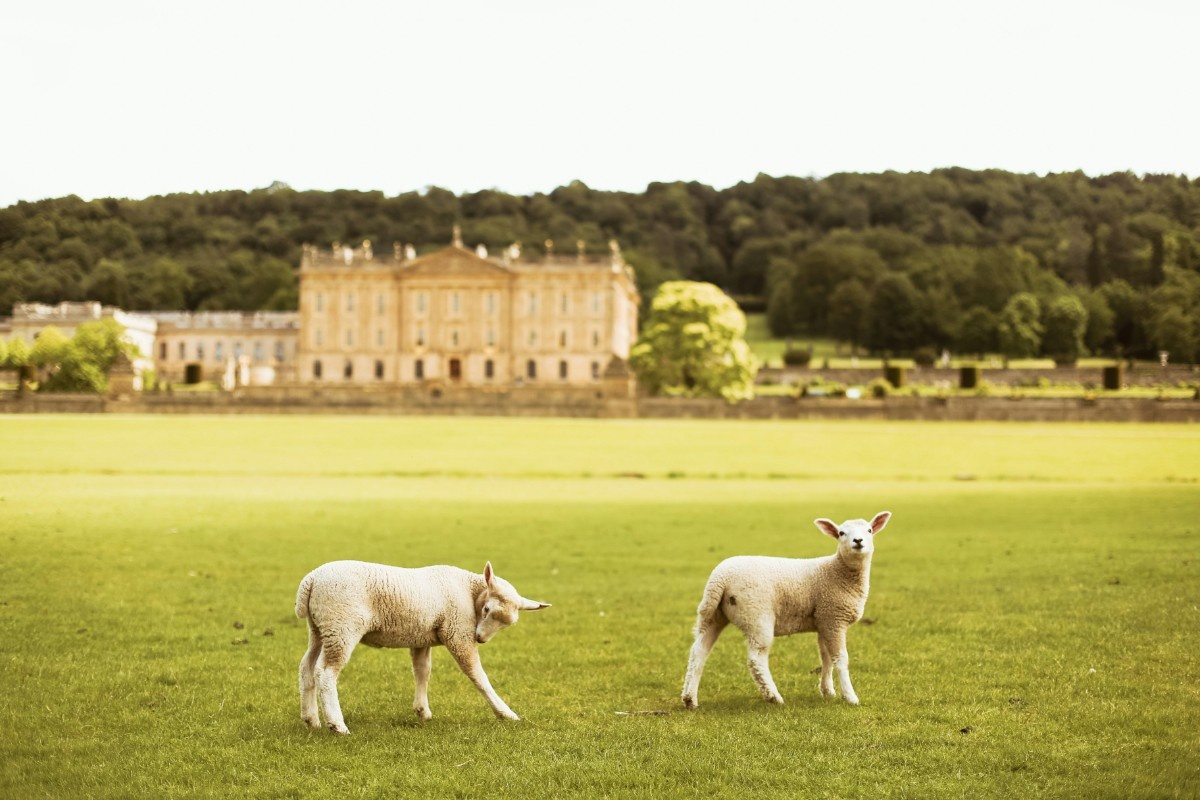 Sheep in a field by Chatsworth house 