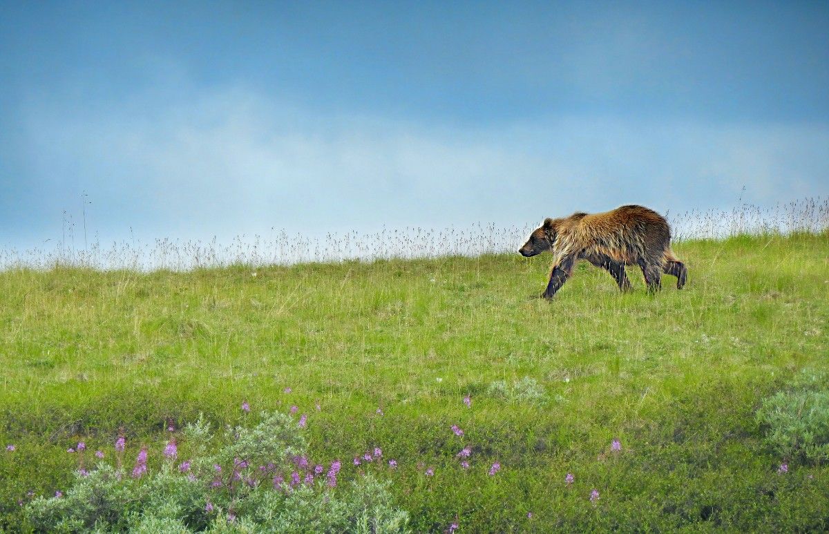 A grizzly bear in Denali National Park 