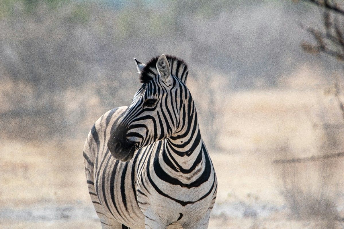 A zebra on Etosha National Park 