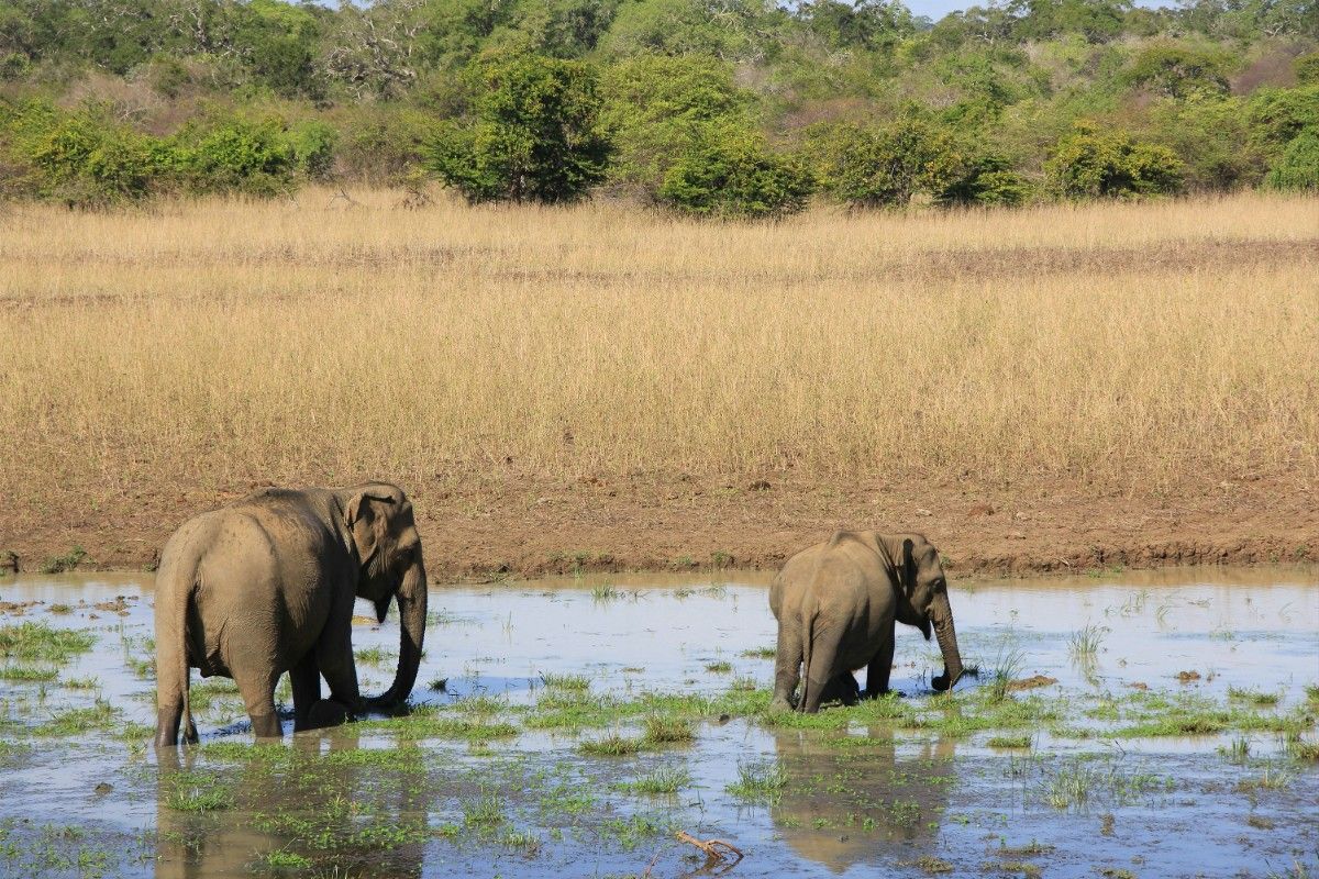 Elephants in a lake in Yala National Park 