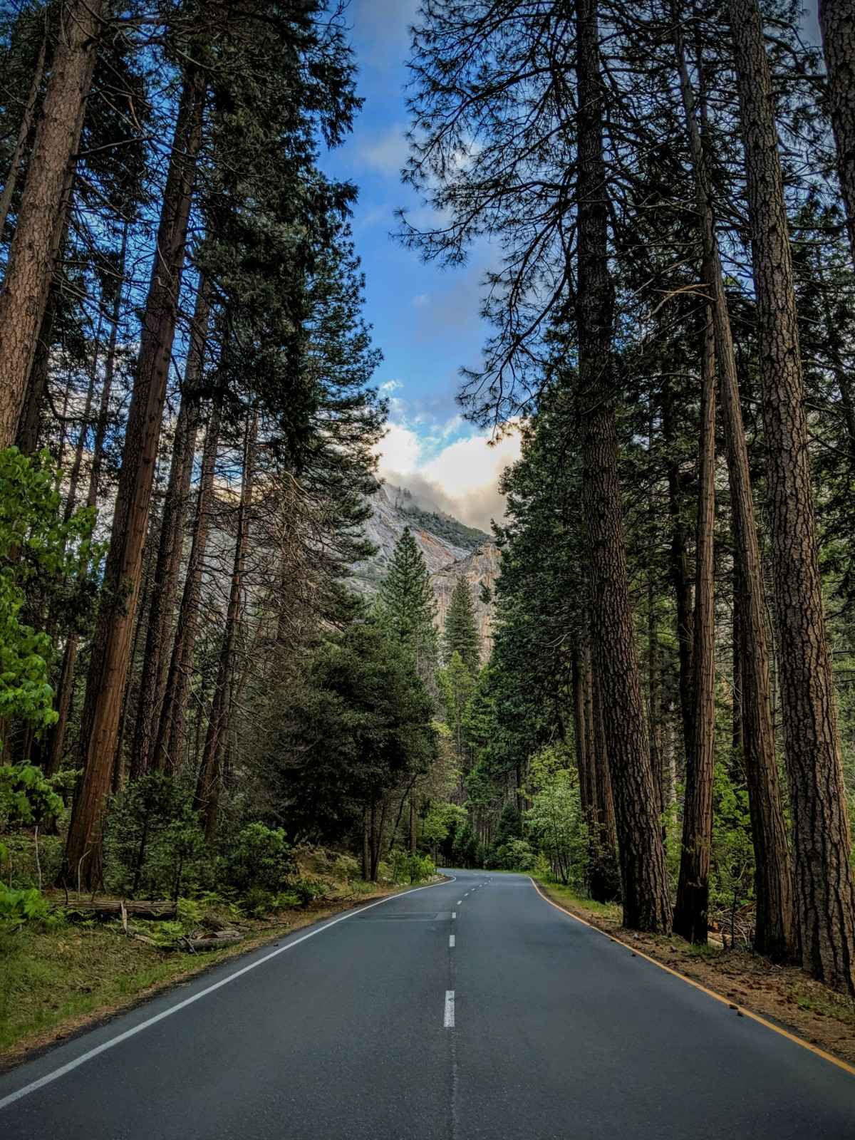 A road through the Yosemite National Park 