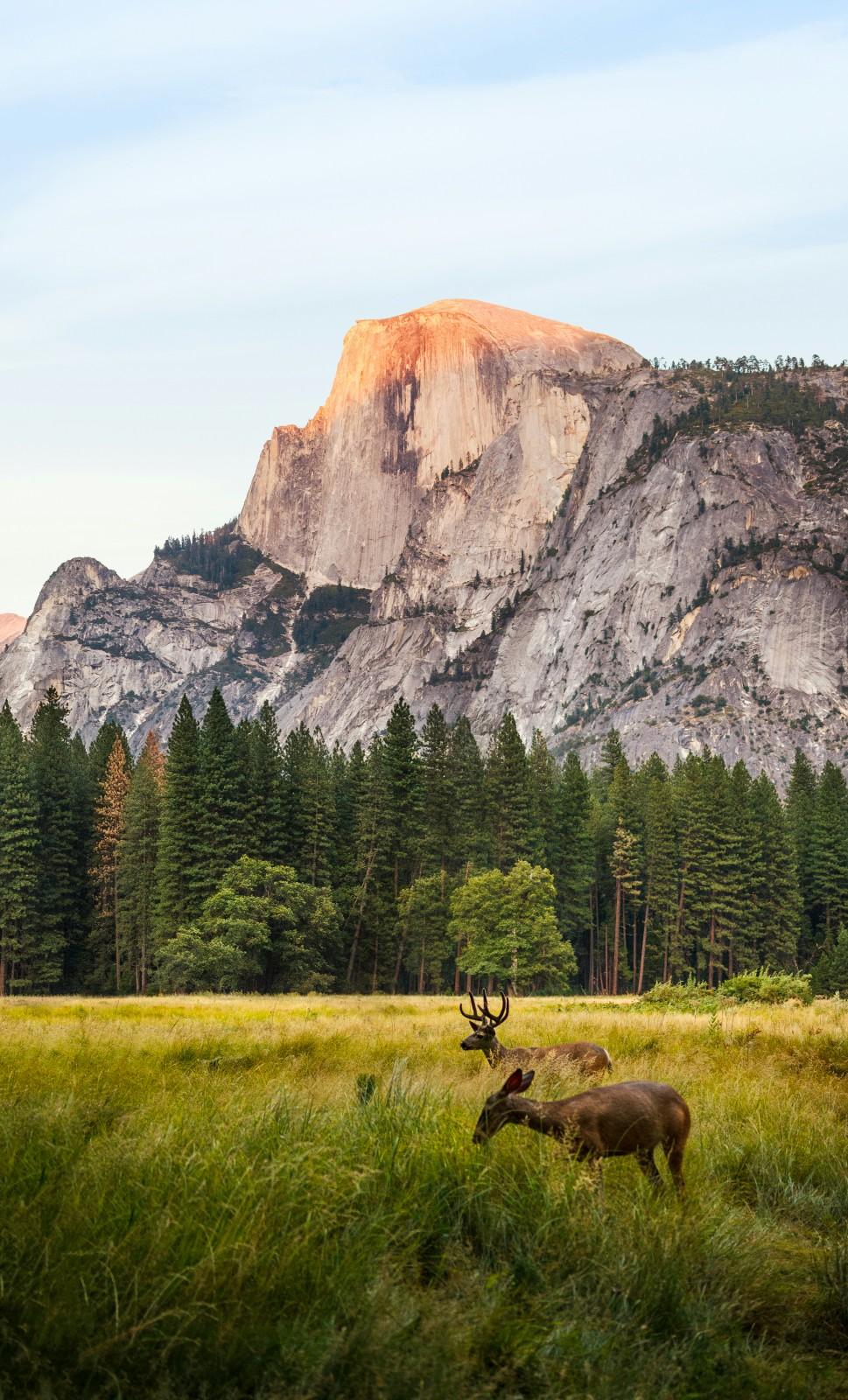 Deer in a field in front of the mountains in Yosemite National Park 