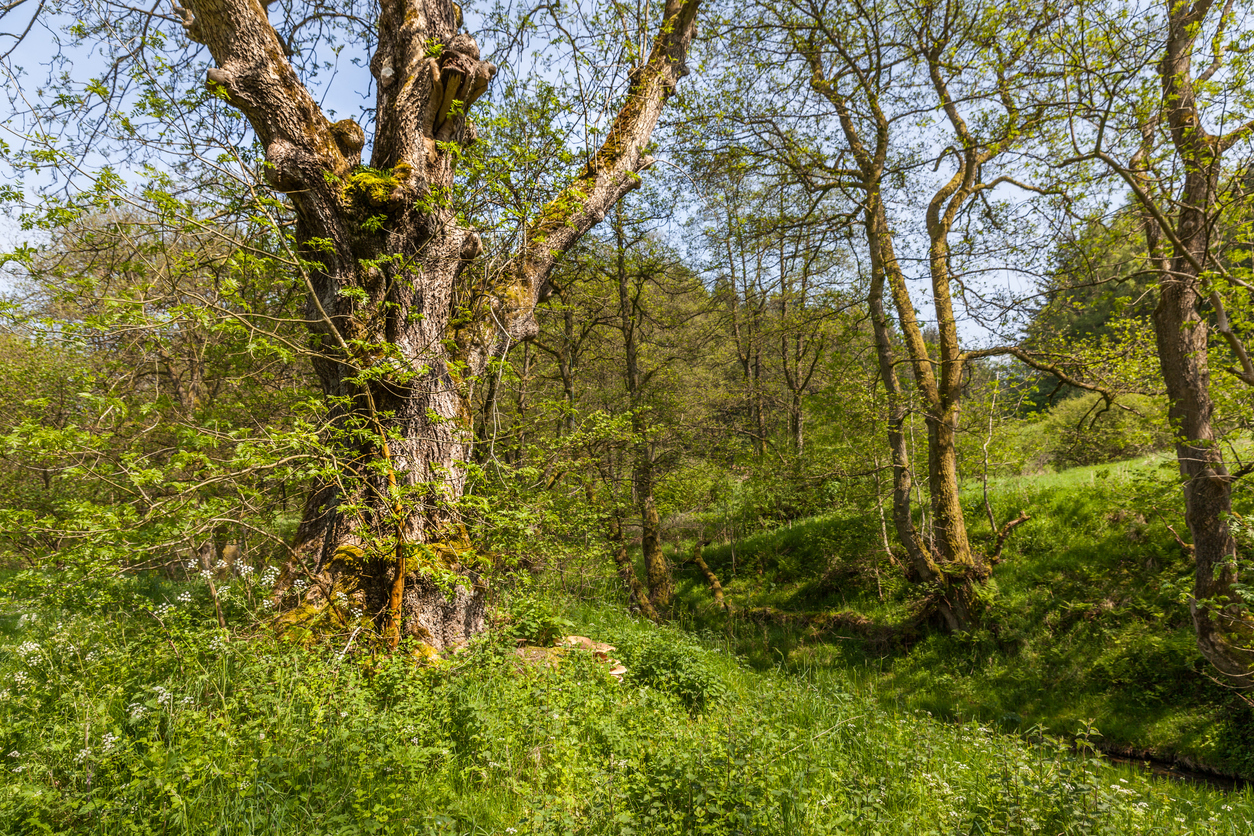 Forest view