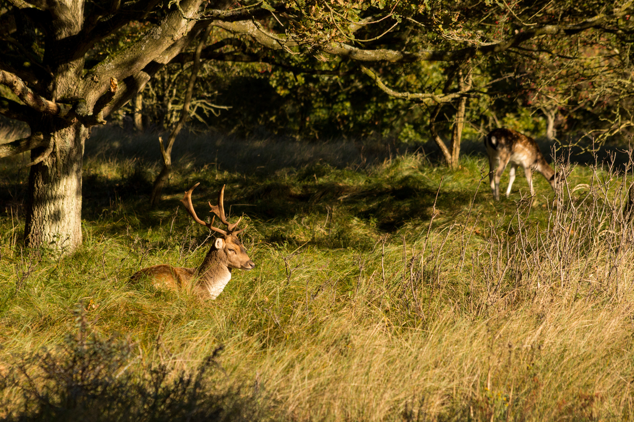 Deer in the Wyre Forest