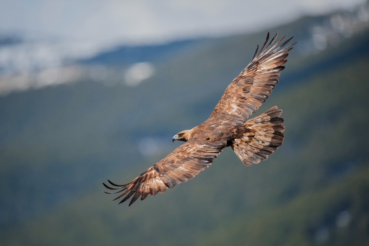 golden eagle