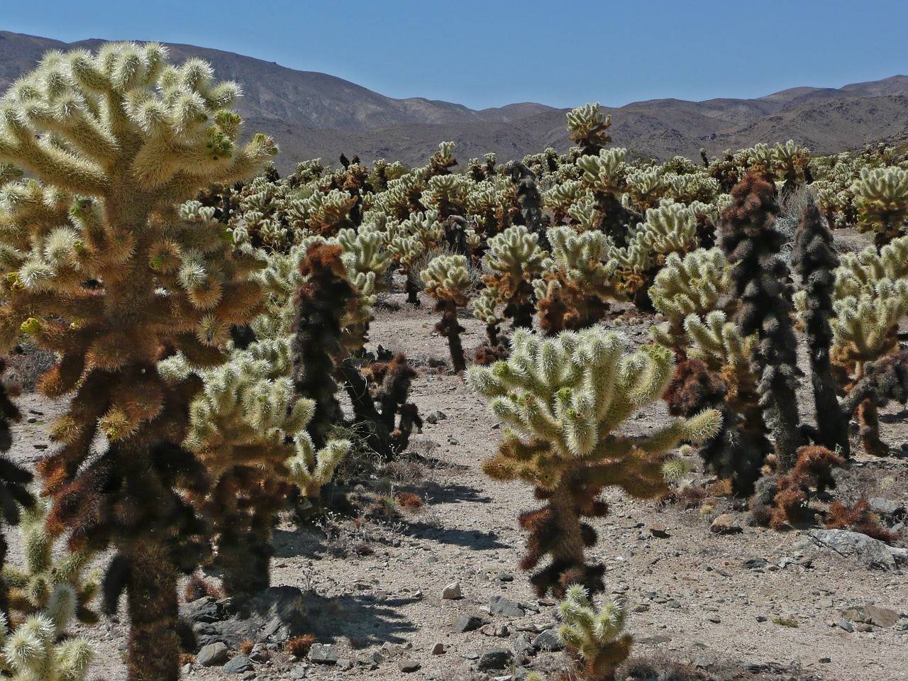 Joshua Tree National Park