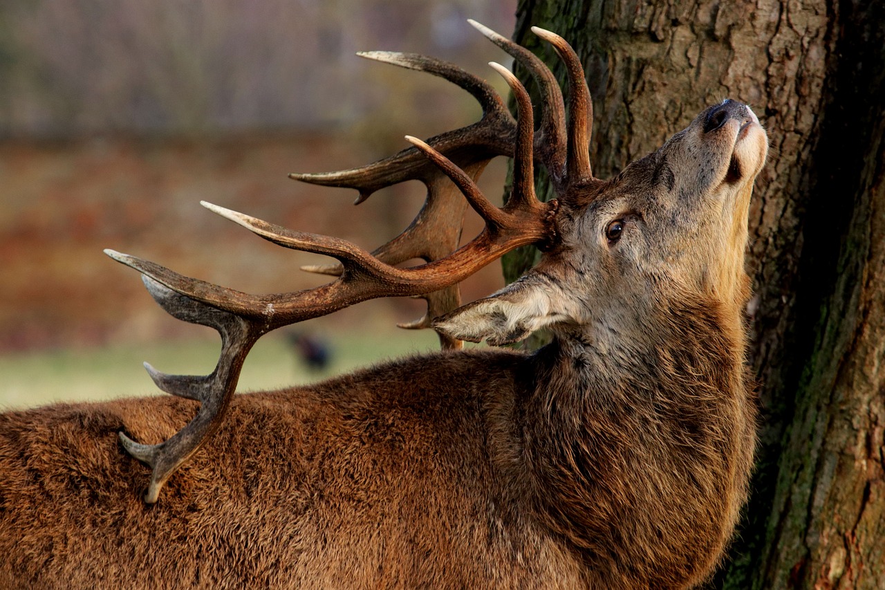 An image of a deer