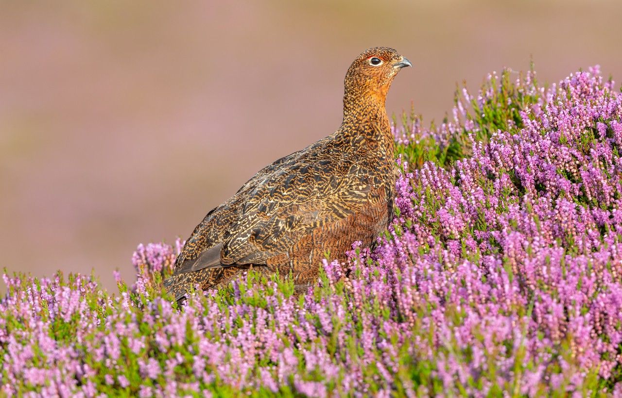 Connemara National Park