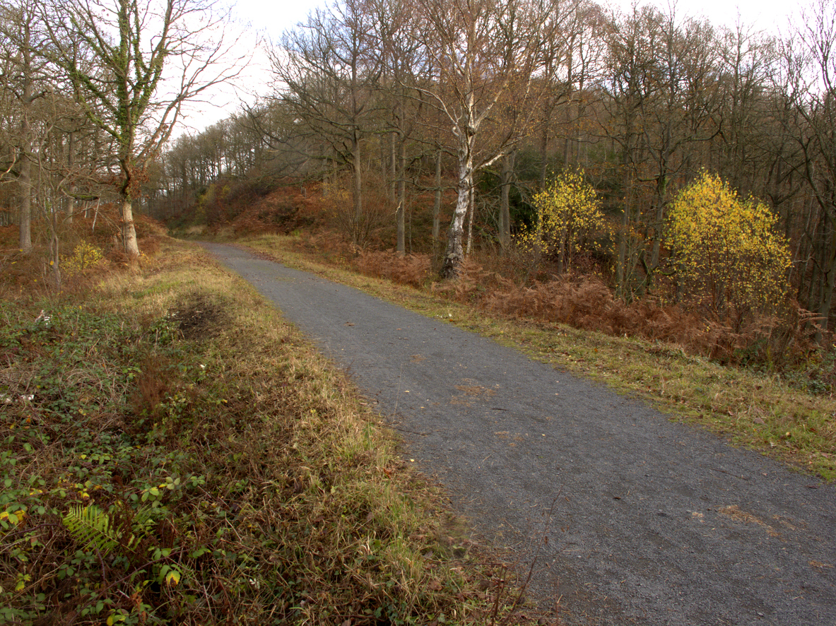 Walking in the Trail Wyre Forest