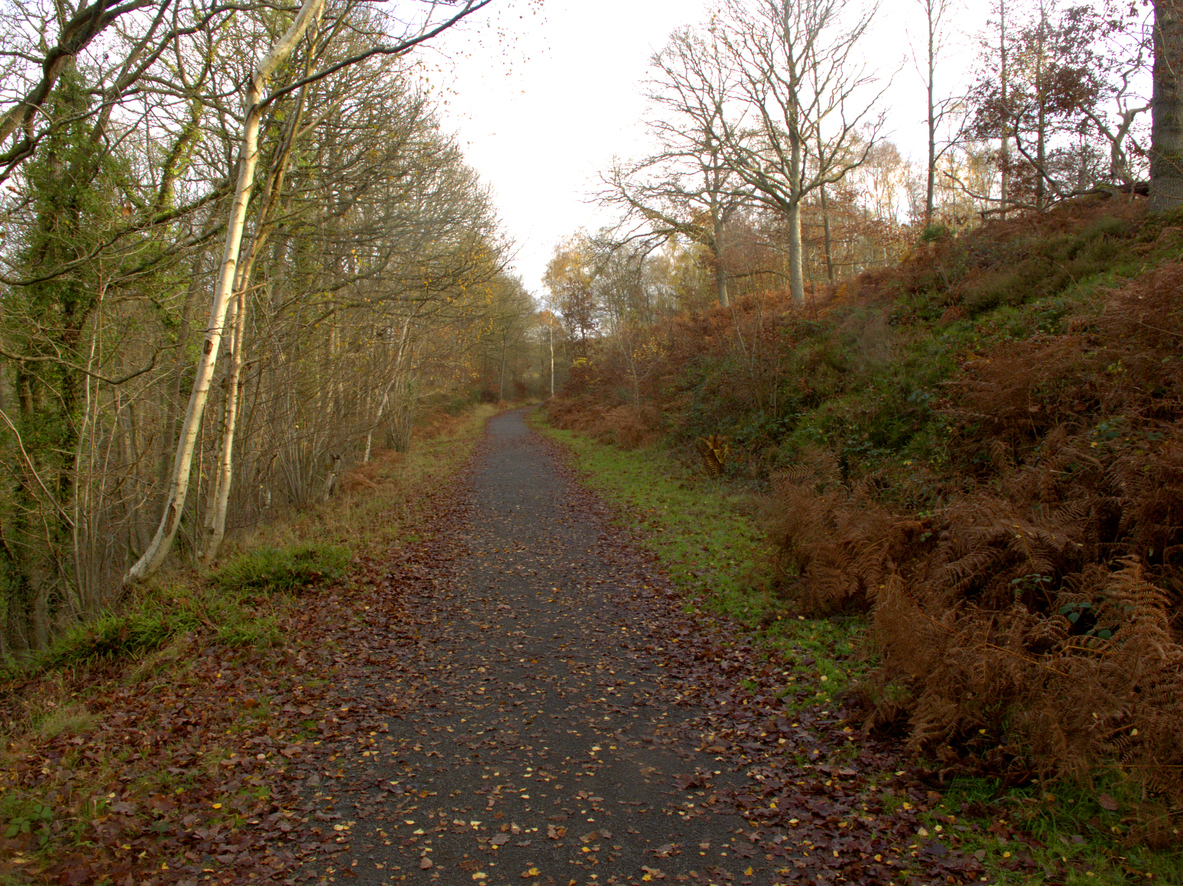 Old railway track now walkway, Wyre Forest, Worcestershire, November 2011